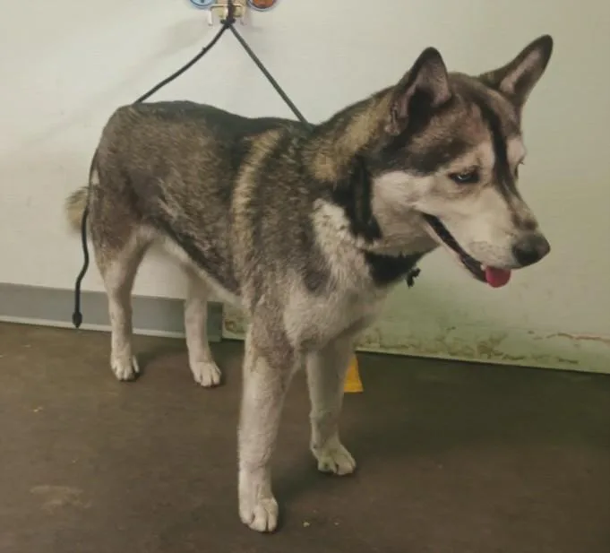 An adult large-sized male Siberian Husky dog named Cosmo for adoption in Los Angeles, CA