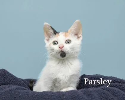 A baby small-sized female Domestic Short Hair cat named Parsley for adoption in Parma, OH