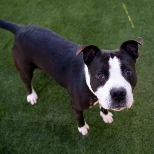 An adult large-sized male Black Pit Bull Terrier dog named Bergie for adoption in Newberg, OR