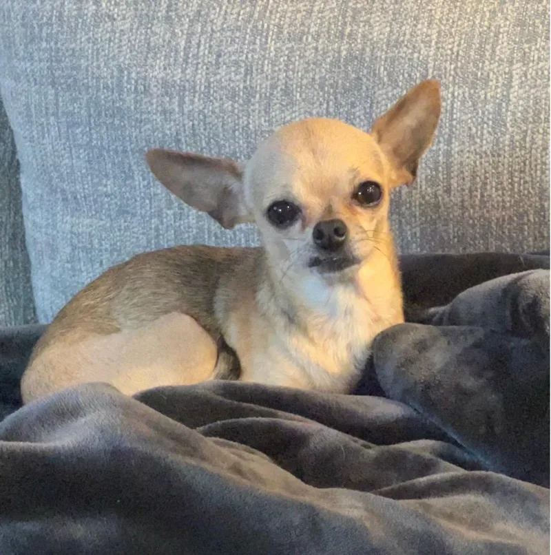 An adult small-sized female Apricot / Beige Chihuahua dog named Linda for adoption in Plano, TX