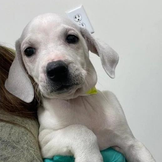 A baby medium-sized male Mastiff dog named Everest for adoption in Minooka, IL