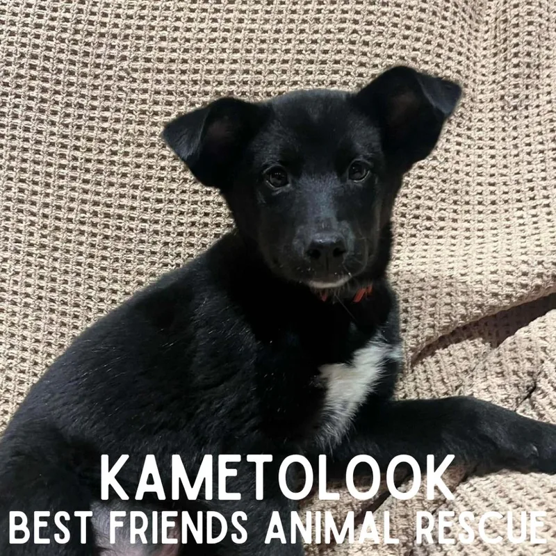 Kametolook thumbnail 2