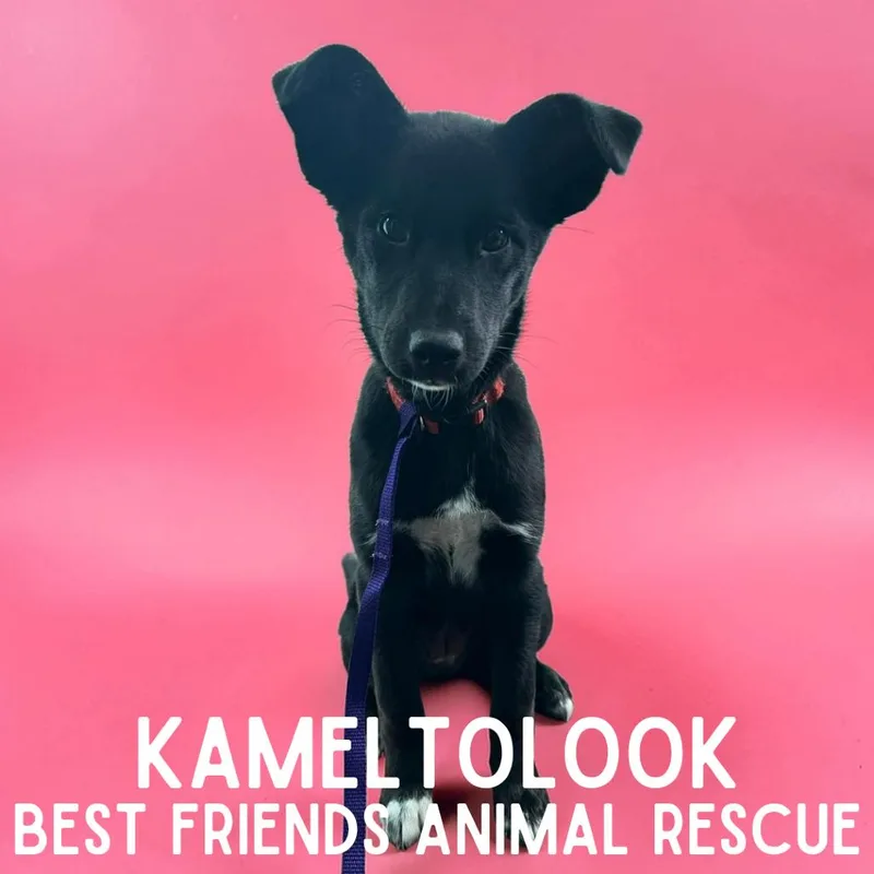 Kametolook thumbnail 3