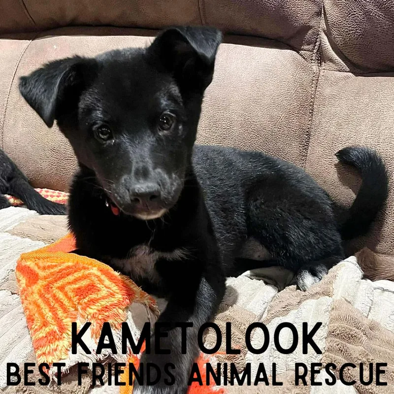 Kametolook thumbnail 4