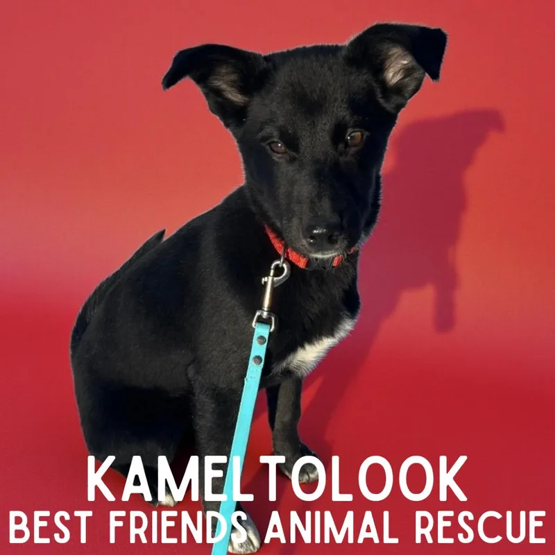 Kametolook thumbnail 5