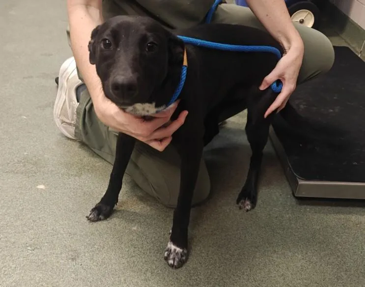 A young medium-sized female Mixed Breed dog named A for adoption in Santa Fe, NM