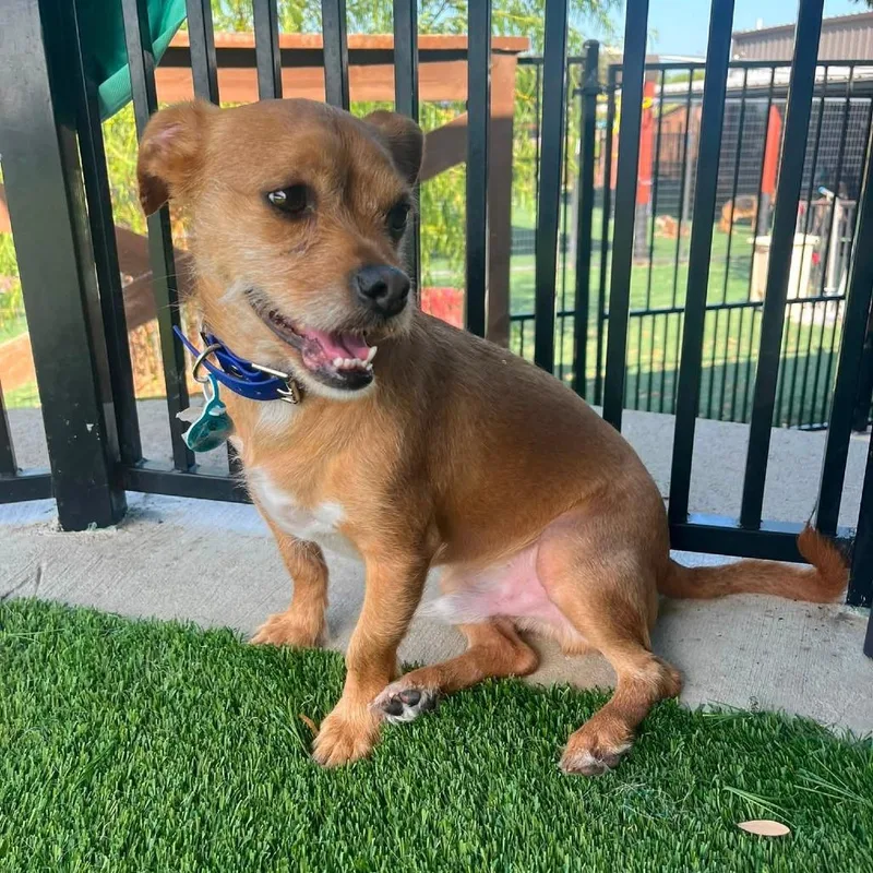 An adult small-sized male Red / Chestnut / Orange Chihuahua dog named Jax for adoption in The Colony, TX