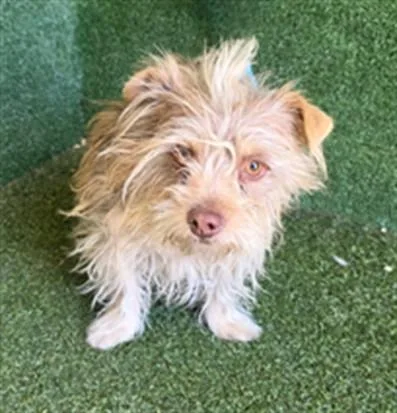 A young small-sized male Terrier dog named Coco for adoption in Lancaster, CA