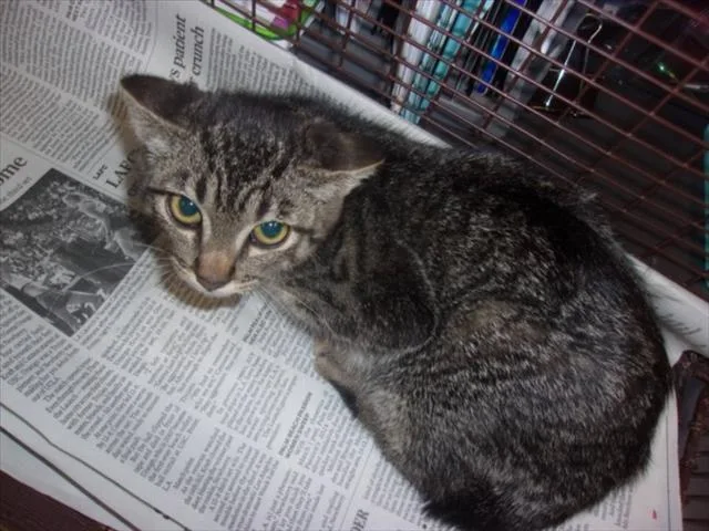 A baby small-sized female Domestic Medium Hair cat named Blanca for adoption in Van Nuys, CA