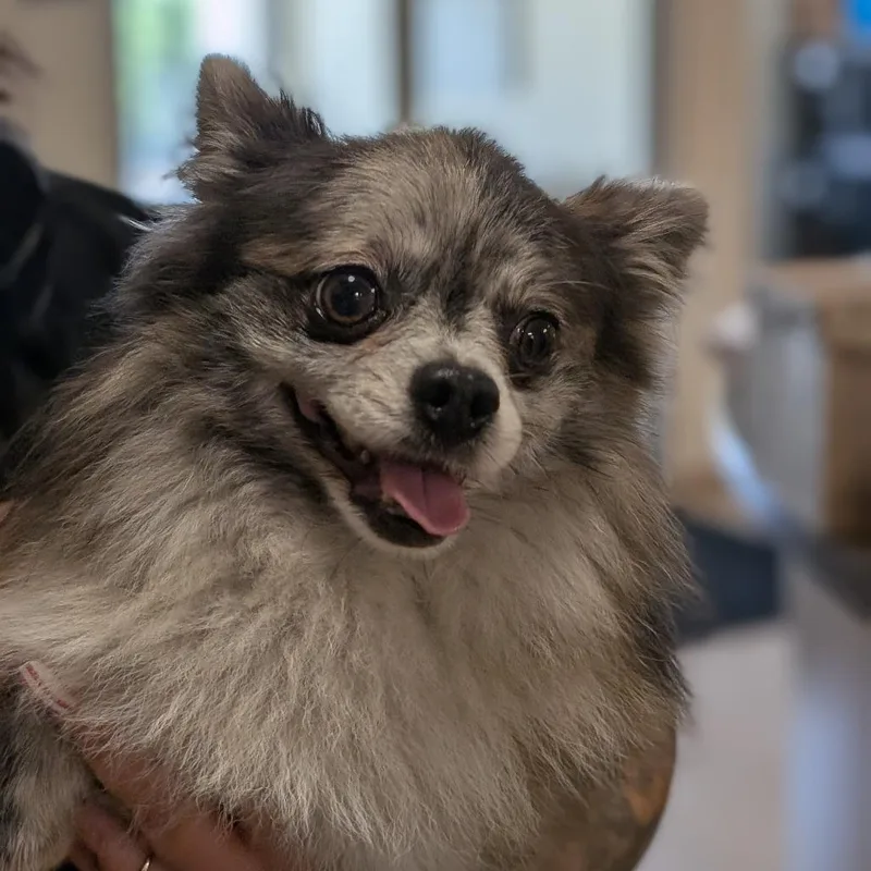 An adult small-sized male Black Pomeranian dog named Lenox for adoption in Thomaston, ME