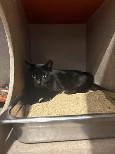 An adult medium-sized female Domestic Short Hair cat named Lacey for adoption in Washington, DC