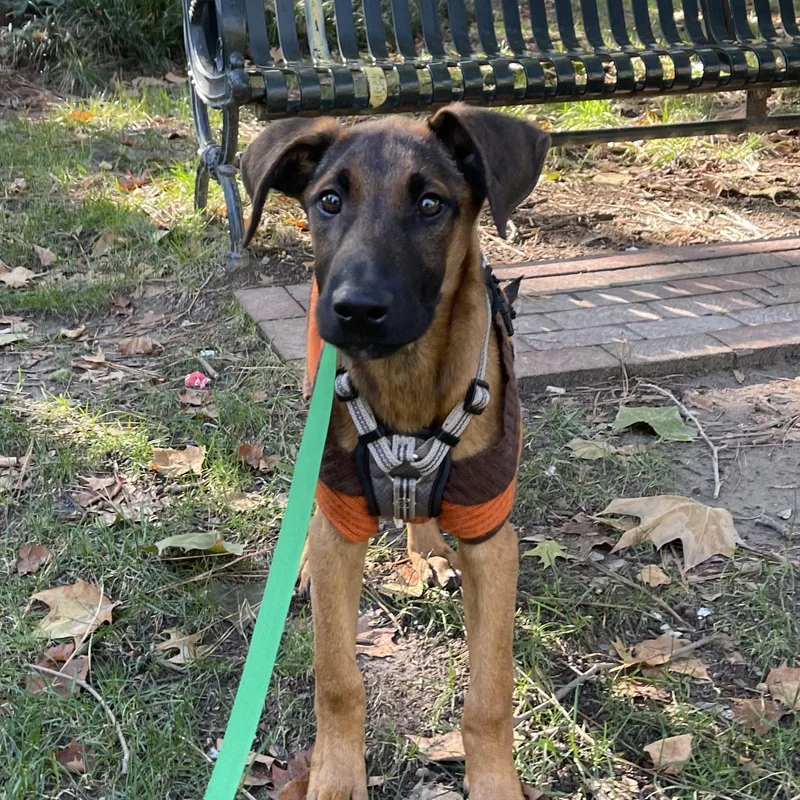 A baby large-sized male Doberman Pinscher dog named Hallah for adoption in Richmond, VA
