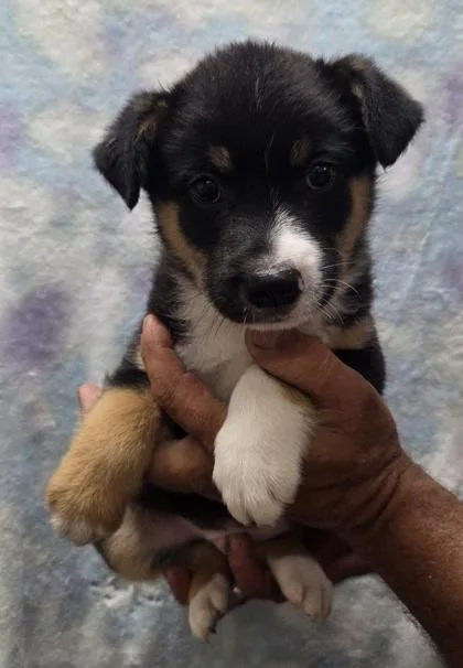 A baby medium-sized male Australian Shepherd dog named Raven for adoption in Malvern, PA