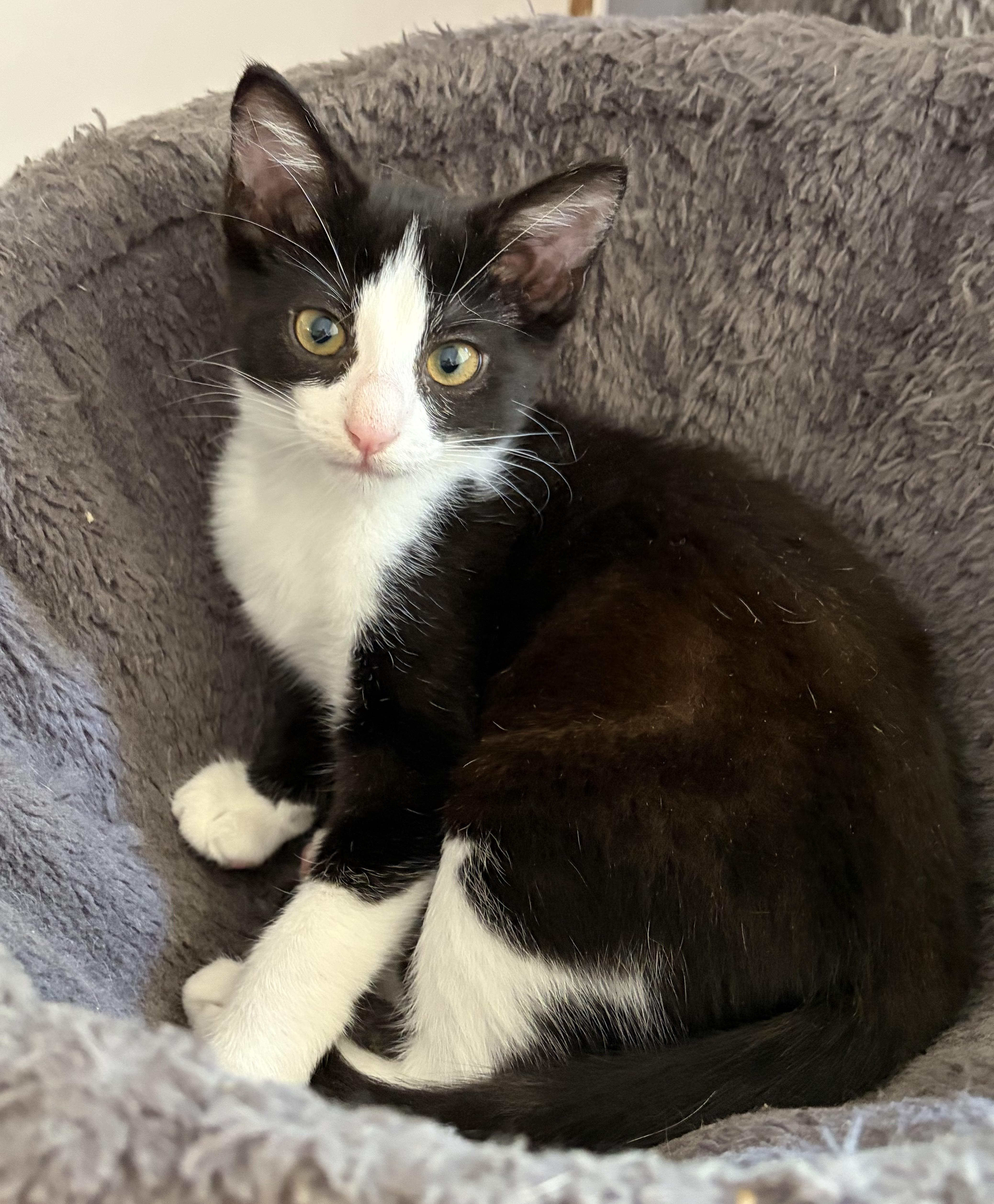 A baby medium-sized female Domestic Short Hair cat named Bubbles for adoption in Davis, CA