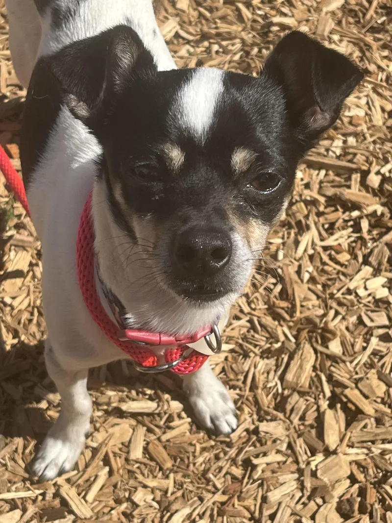 A young small-sized male White / Cream Chihuahua dog named Miso for adoption in Abington, PA