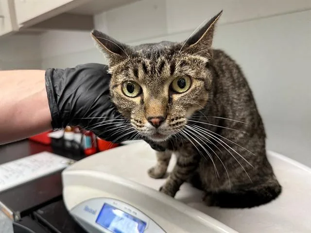 An adult large-sized female Domestic Short Hair cat named Cakey Cat for adoption in Antioch, CA