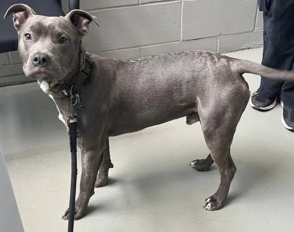 A young medium-sized male Mixed Breed dog named Winston Peanut for adoption in Staten Island, NY