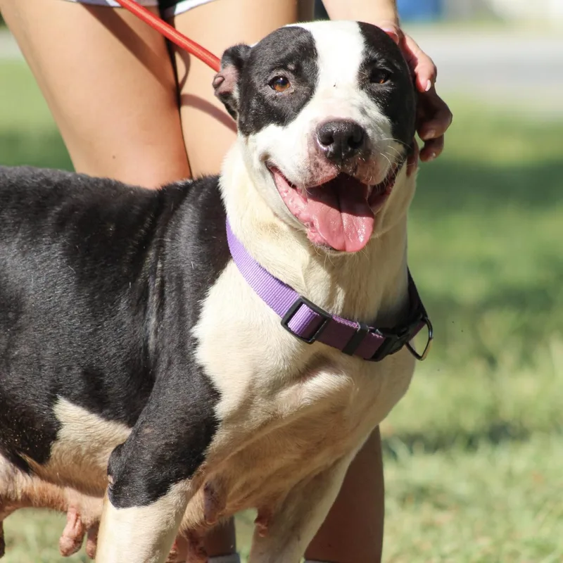 An adult medium-sized female Pit Bull Terrier dog named Bessie Moo for adoption in Columbia, SC