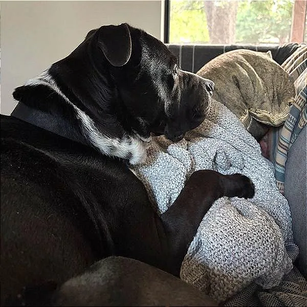 An adult large-sized male Black American Bulldog dog named Dreamboat for adoption in Austin, TX