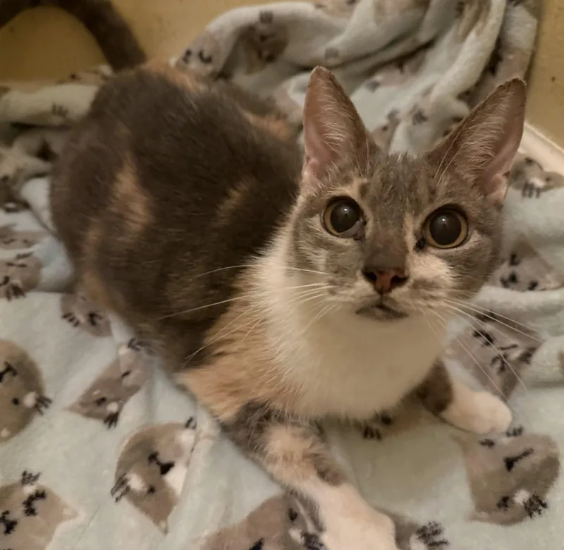 A senior medium-sized female Domestic Short Hair cat named Frivolity for adoption in Oviedo, FL