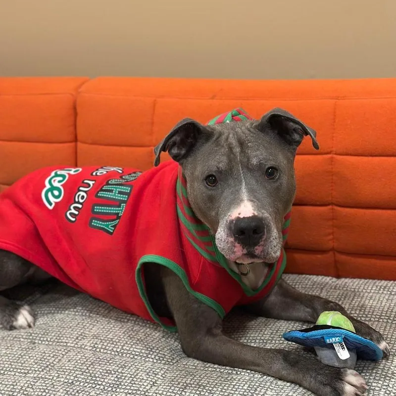 An adult large-sized male Gray / Blue / Silver American Staffordshire Terrier dog named Sarge for adoption in Tipton, IN
