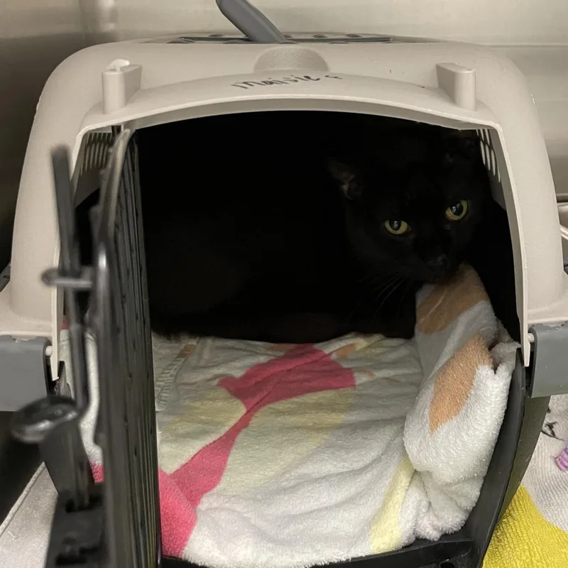 An adult large-sized male Domestic Short Hair cat named Hurdles Career Cat for adoption in Enfield, NH