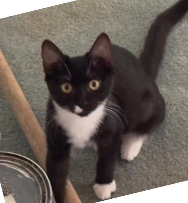 A young medium-sized female Domestic Short Hair cat named Espresso for adoption in Phoenix, AZ