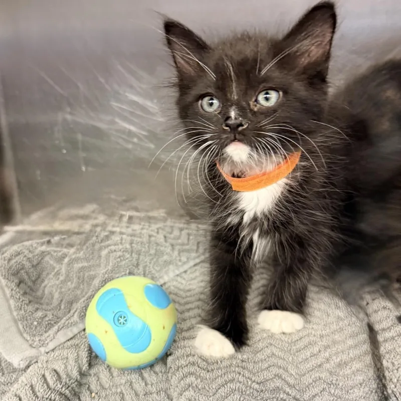 A baby small-sized male Domestic Medium Hair cat named Tin for adoption in Palm Springs, CA