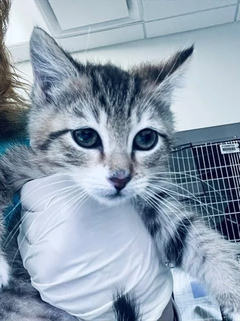 A baby small-sized female Domestic Short Hair cat named Mugi for adoption in Houston, TX