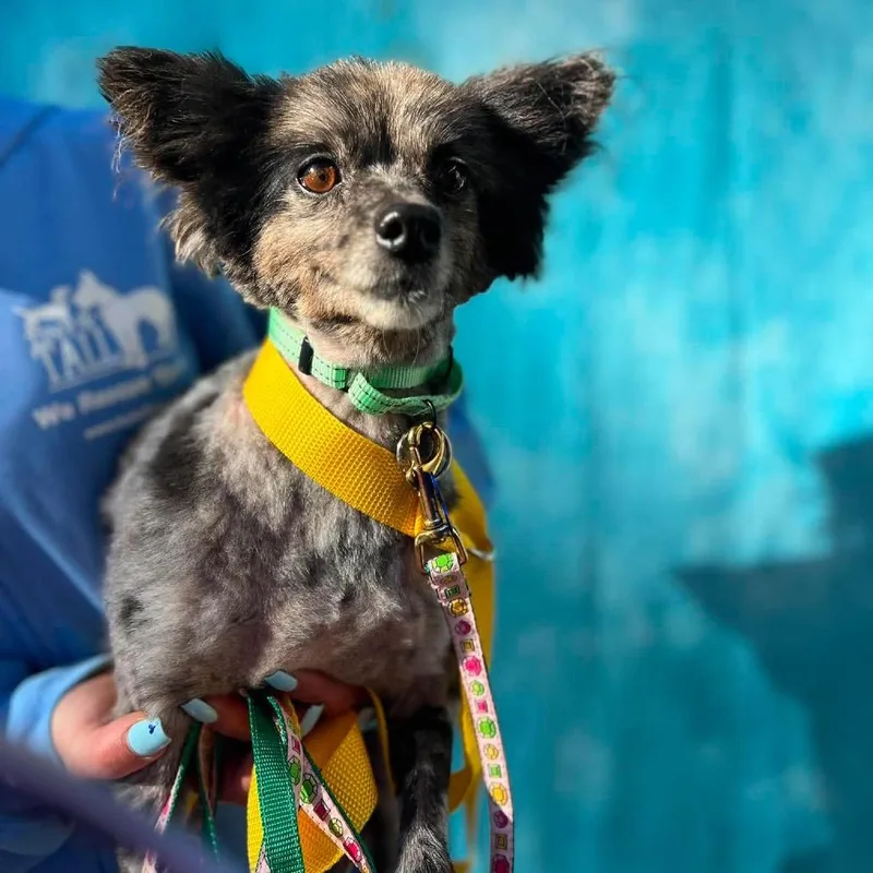 A senior small-sized female Pomeranian dog named Crue for adoption in St. Charles, IL