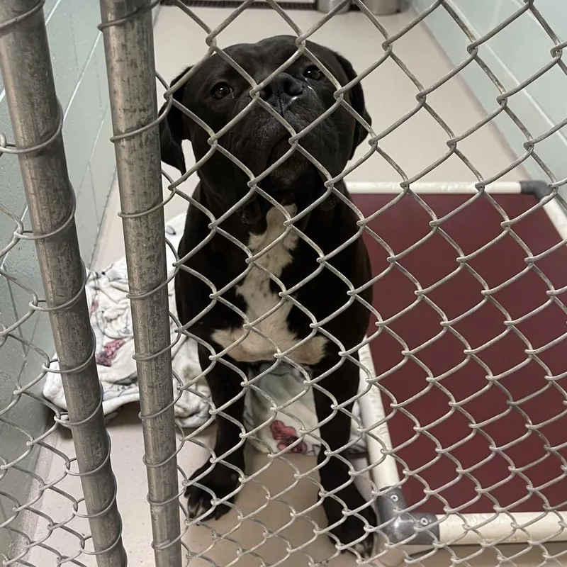 A baby small-sized male Black Mixed Breed dog named Acorn for adoption in Newark, NJ