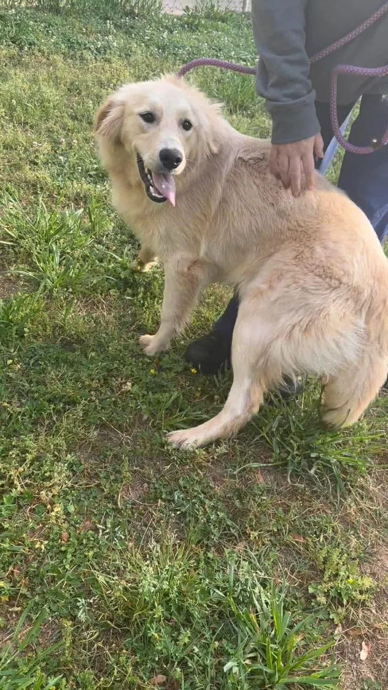A young large-sized male Golden Retriever dog named Ted for adoption in Holbrook, NY