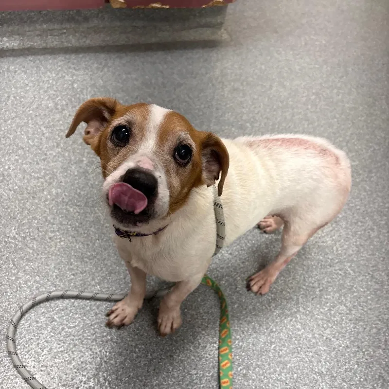 An adult small-sized male White / Cream Jack Russell Terrier dog named Jack for adoption in Batavia, OH