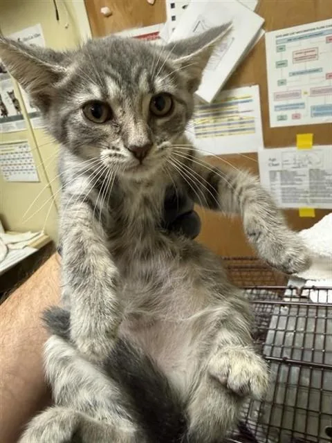 A baby small-sized female Domestic Short Hair cat named A for adoption in Sacramento, CA