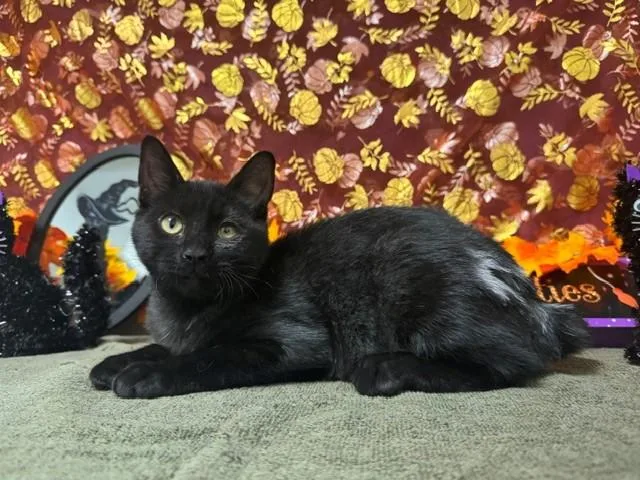 A baby small-sized male Domestic Short Hair cat named Liam for adoption in Fairfield, CA