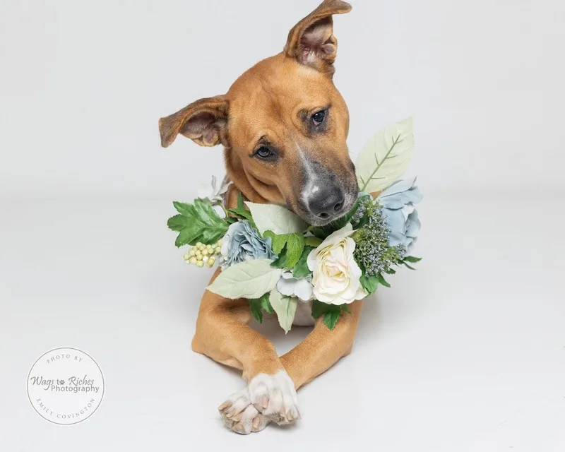 A young medium-sized female Golden Black Mouth Cur dog named Bella for adoption in Tuscaloosa, AL