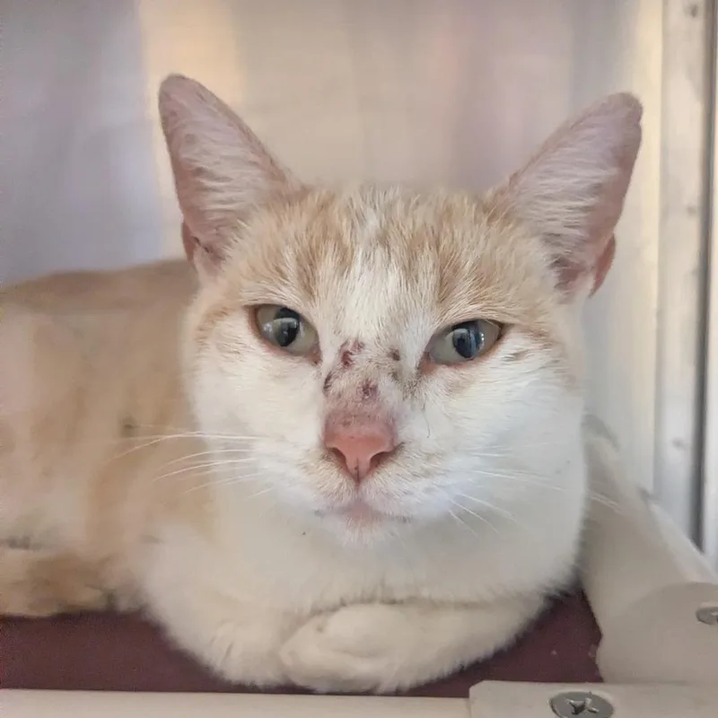 An adult small-sized female Orange / Red Domestic Short Hair cat named Duchess Honey for adoption in Huntsville, AR