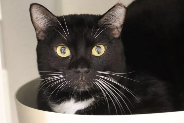 A young small-sized male Domestic Short Hair cat named Shakespeare for adoption in Tucson, AZ