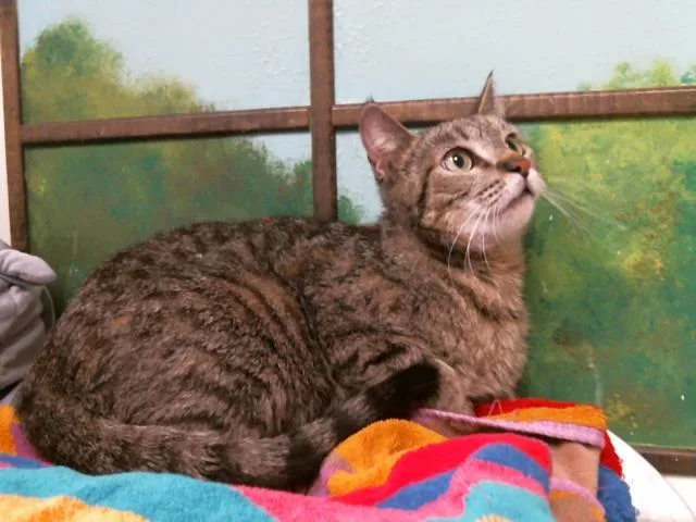 A young medium-sized female Domestic Short Hair cat named Maven for adoption in Houston, TX