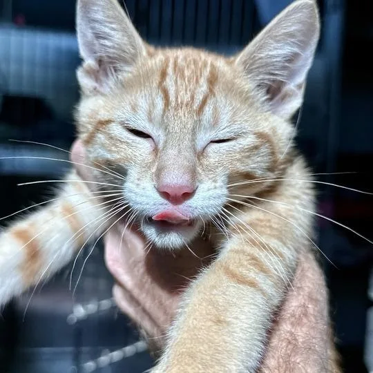 A baby small-sized male Orange / Red Domestic Short Hair cat named Howler Monkey for adoption in Matteson, IL