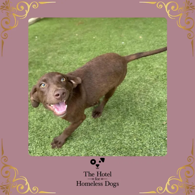 A baby medium-sized female Brown / Chocolate Labrador Retriever dog named Jolene for adoption in Cumberland, RI