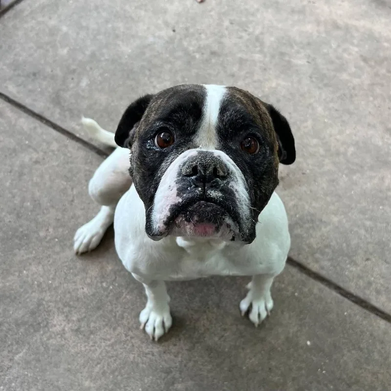 An adult large-sized female Brindle Boxer dog named Nelah for adoption in San Pablo, CA