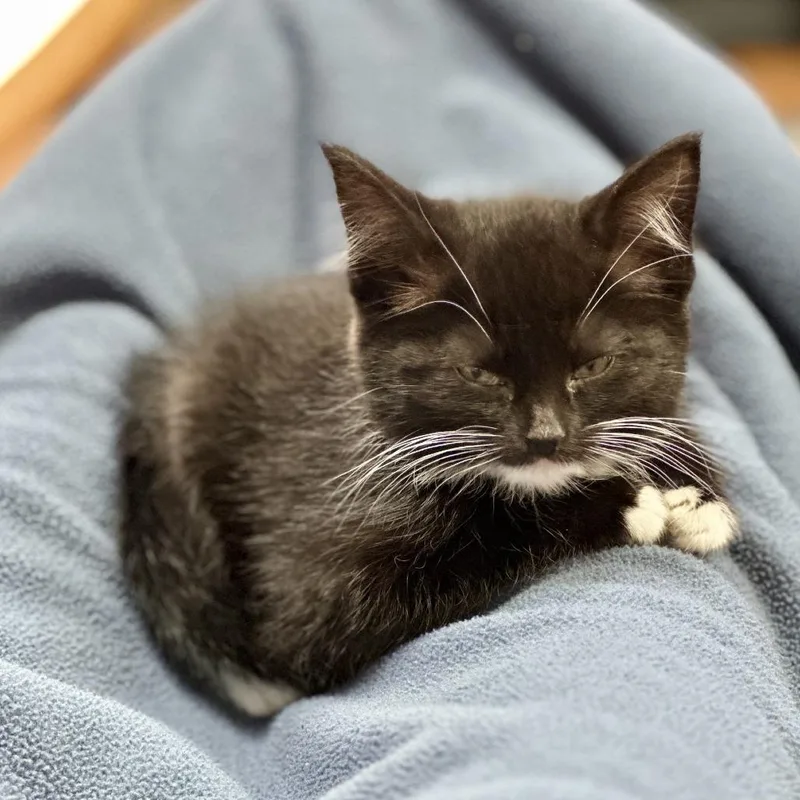 A baby small-sized female Black Domestic Short Hair cat named Divot for adoption in Binghamton, NY