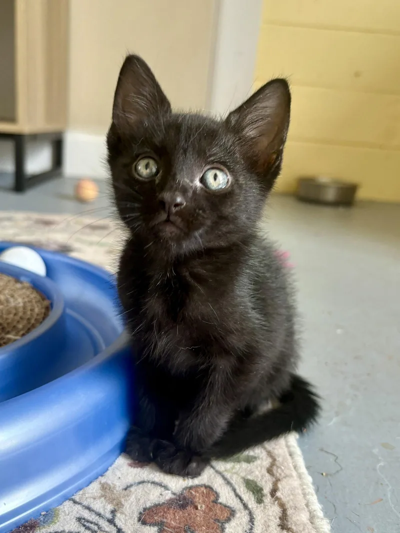 A baby medium-sized male Black Domestic Short Hair cat named Pumba for adoption in Phoenix, AZ