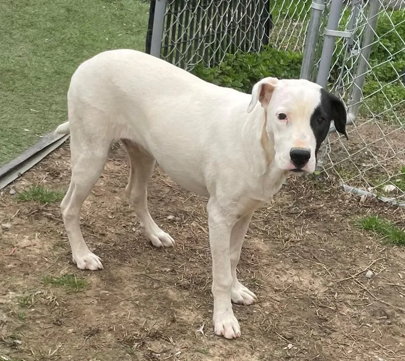 Gus Gingerbread thumbnail 2