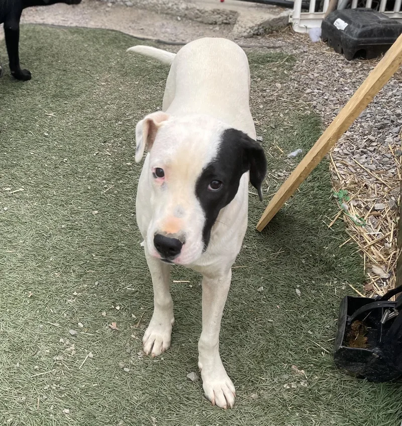 Gus Gingerbread thumbnail 4