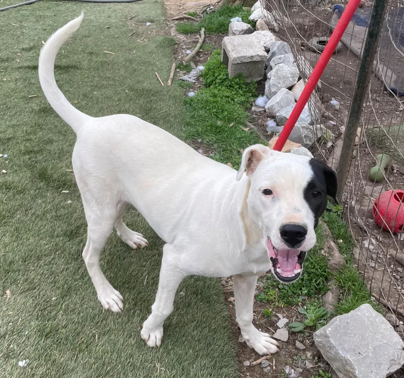 Gus Gingerbread thumbnail 5