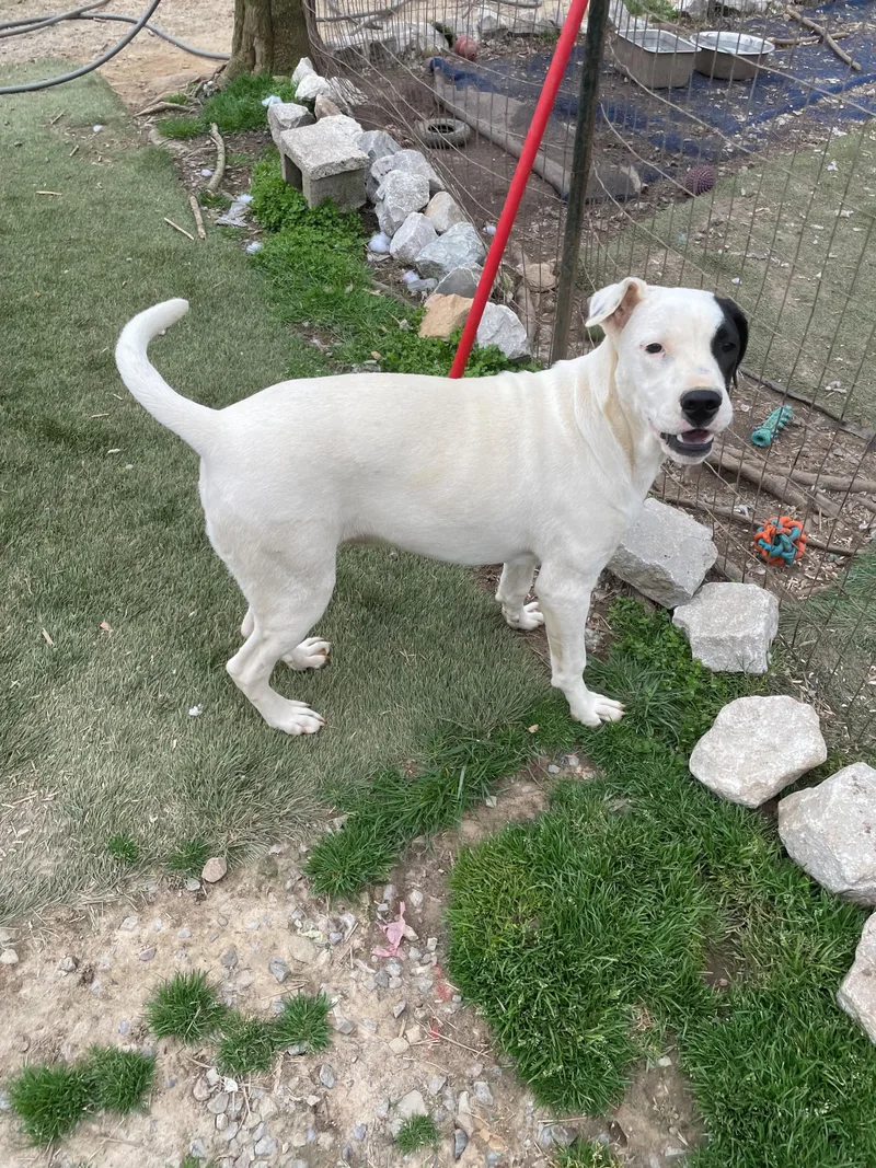 Gus Gingerbread thumbnail 6