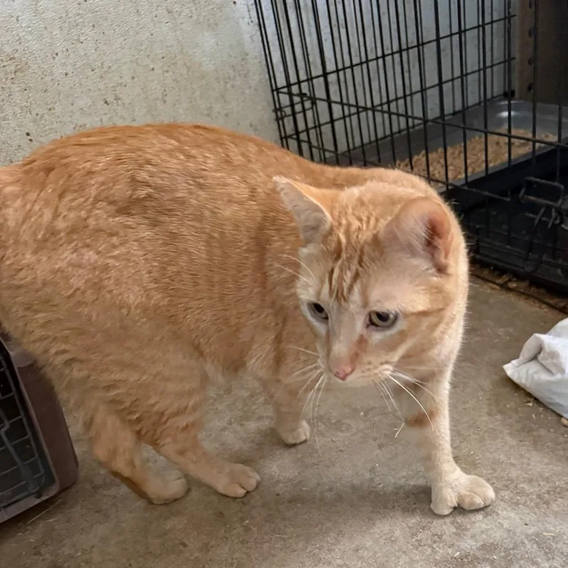 An adult small-sized male Orange / Red Domestic Short Hair cat named Duke for adoption in Yucaipa, CA