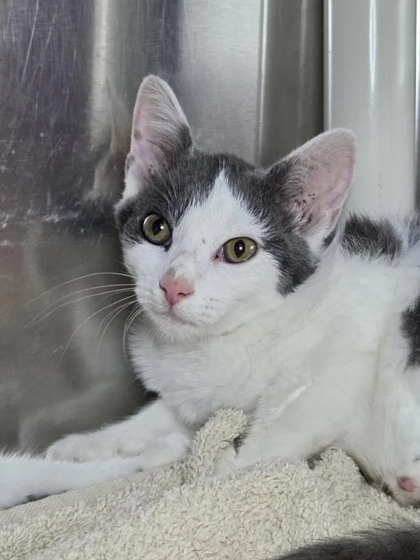 A baby small-sized female Domestic Short Hair cat named Phantom for adoption in Millersville, MD